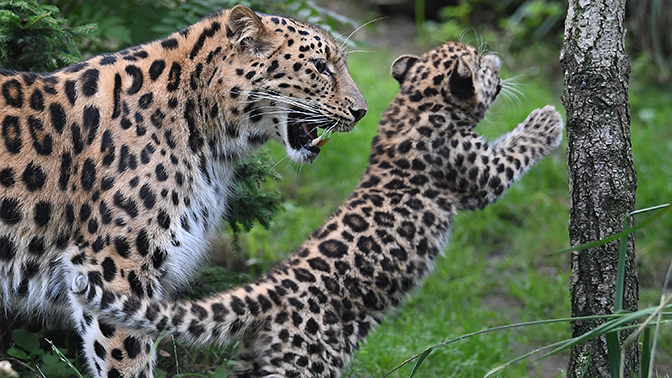 Amur leopard